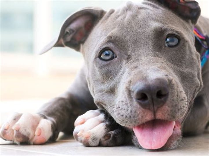 Are blue nose Pitbulls smart?