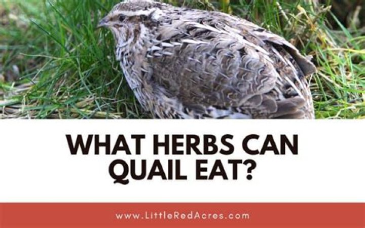 Are Japanese quail good to eat?