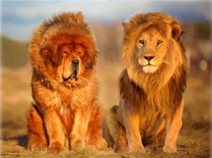 Are lions cats or dogs?