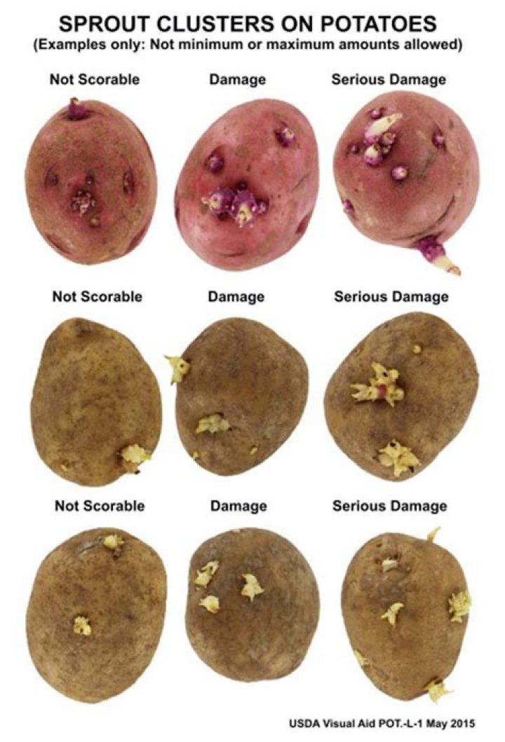 Are potatoes still good if they are sprouting?