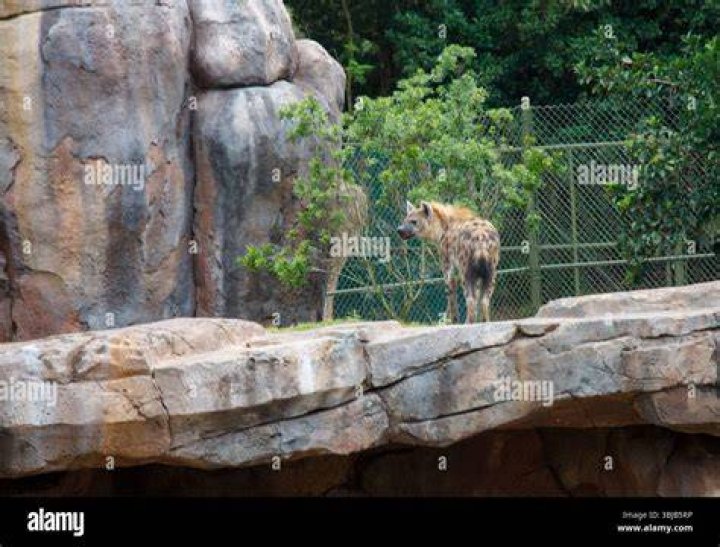 Are there hyenas in Florida?