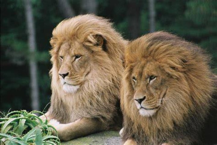 Are there lions in New Zealand?
