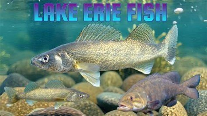 Are there still salmon in Lake Erie?