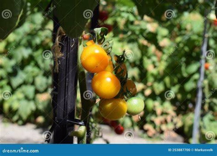 Are yellow tomatoes sweeter than red?