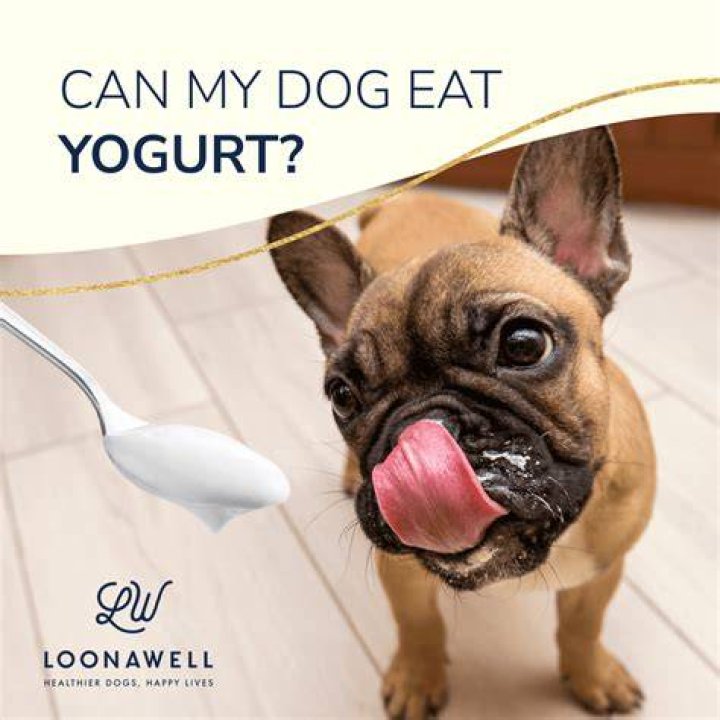 Can a dog eat yogurt?