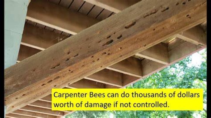 Can carpenter bees damage your home?