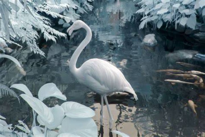 Can flamingos live in snow?