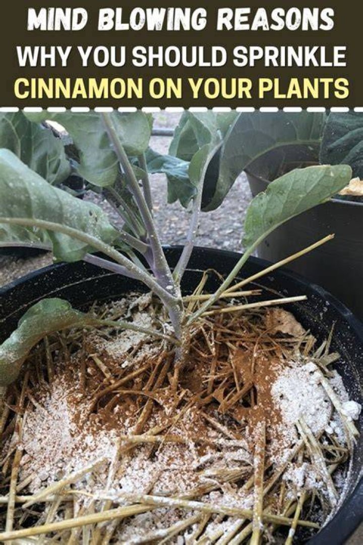 Can I sprinkle cinnamon on my soil?