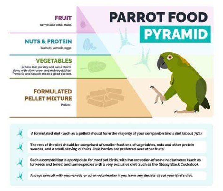 Can parrots eat Rockmelon?