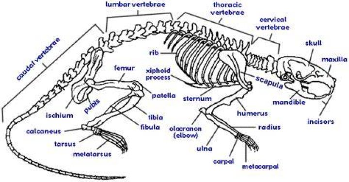 Can rats collapse their skeleton?