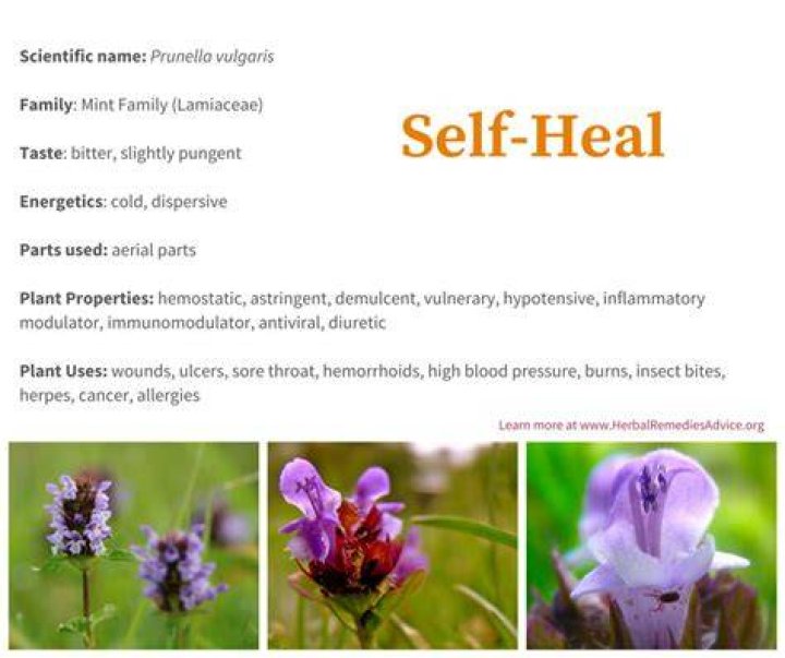 Can spiders self heal?