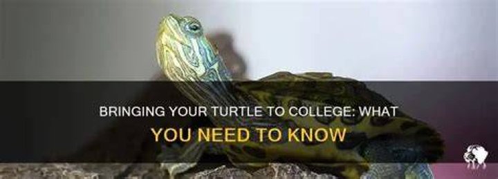 Can you bring a turtle to college?