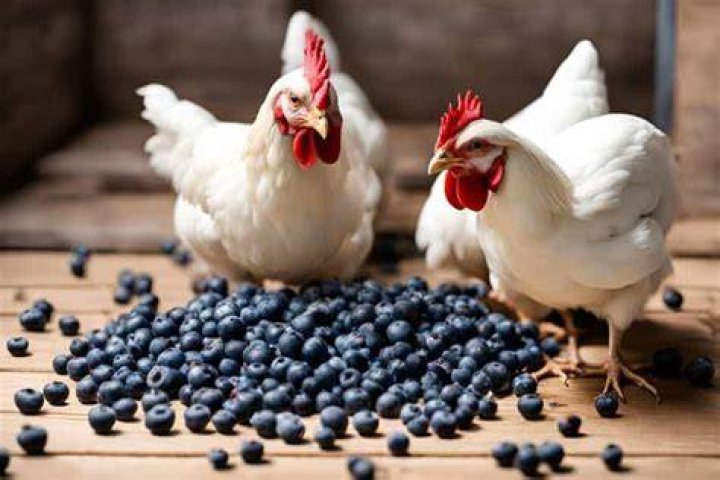 Do chickens eat blueberries?