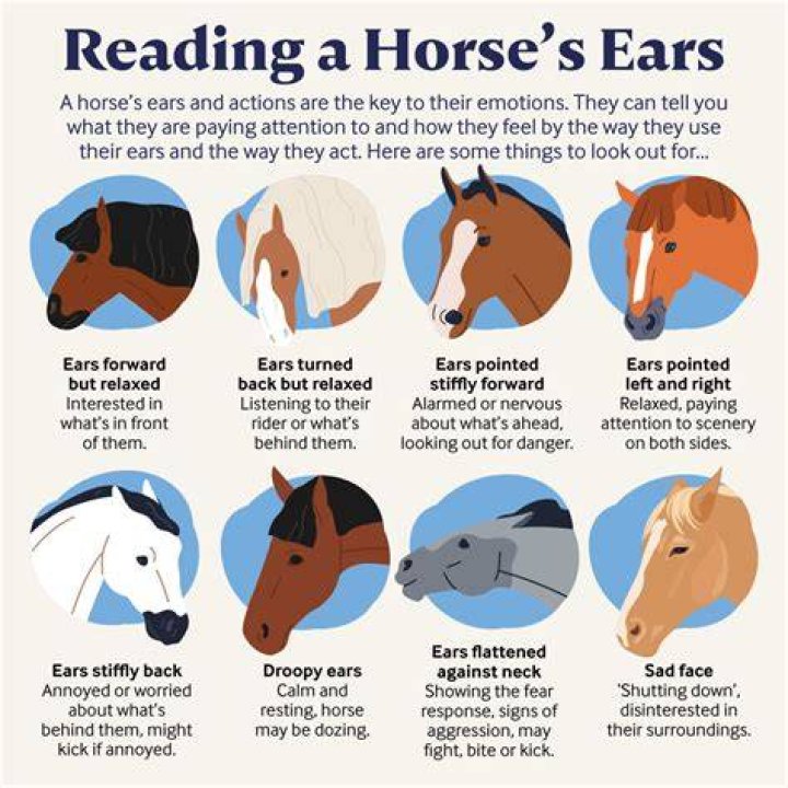 Do horses like to have their ears rubbed?