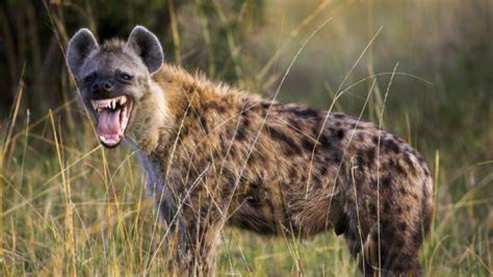 Do hyenas live in Texas?