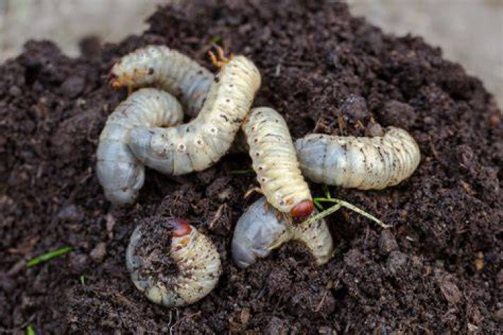 Do insects fertilize soil?