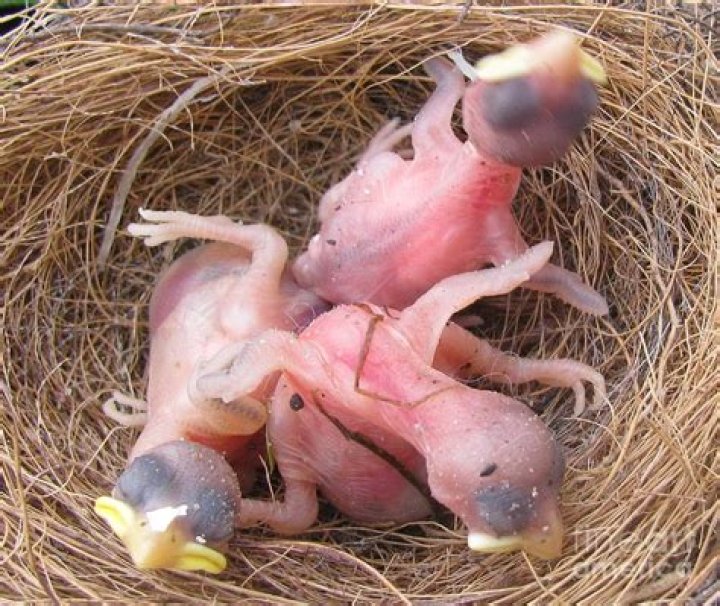 Do male robins help with babies?