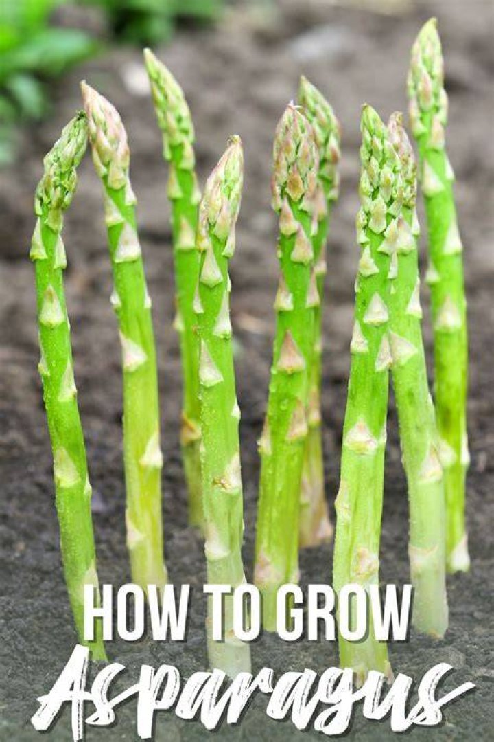 How do you grow asparagus in Florida?