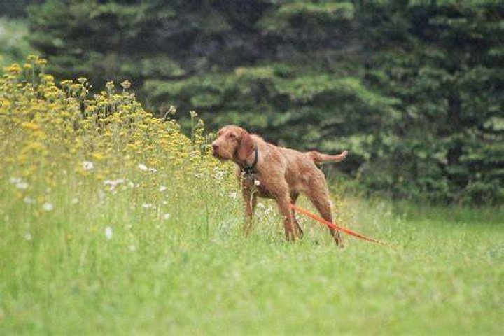 How do you stop a bird dog from flagging?