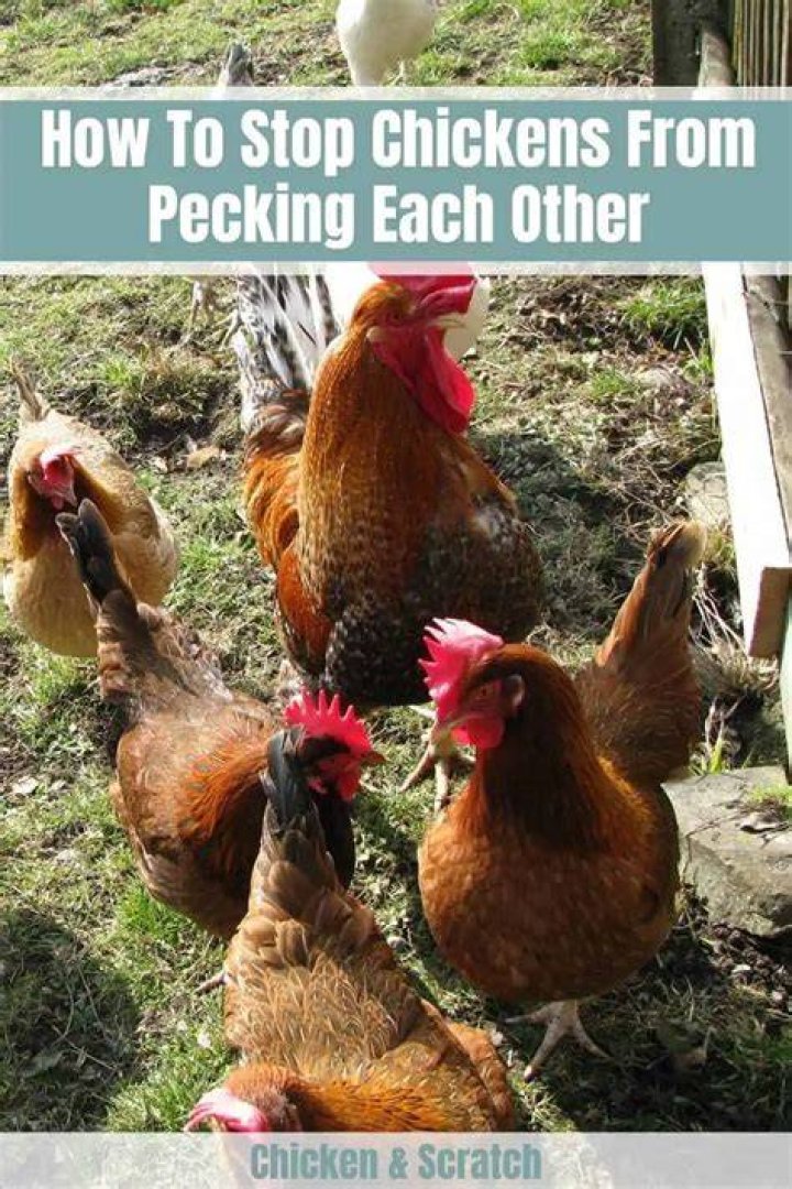 How do you stop chickens from pecking?