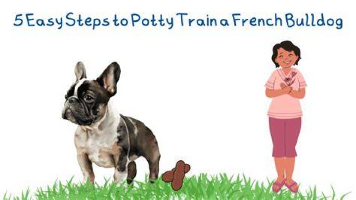 How do you train a dog in French?