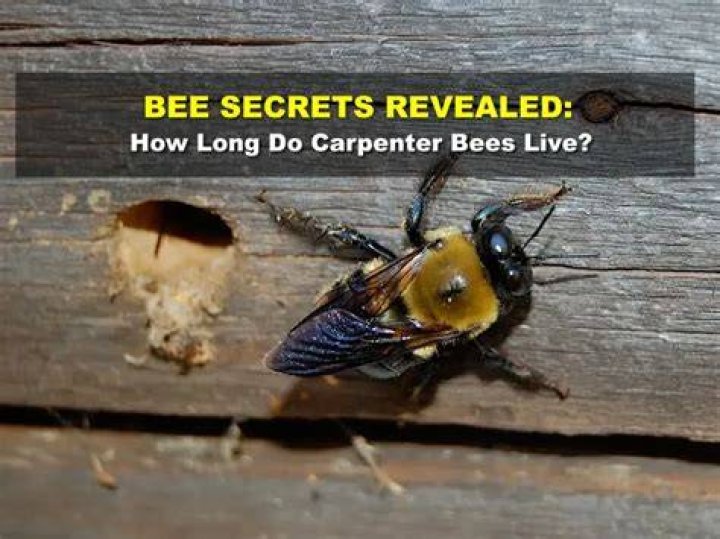 How long do carpenter bees stay around?