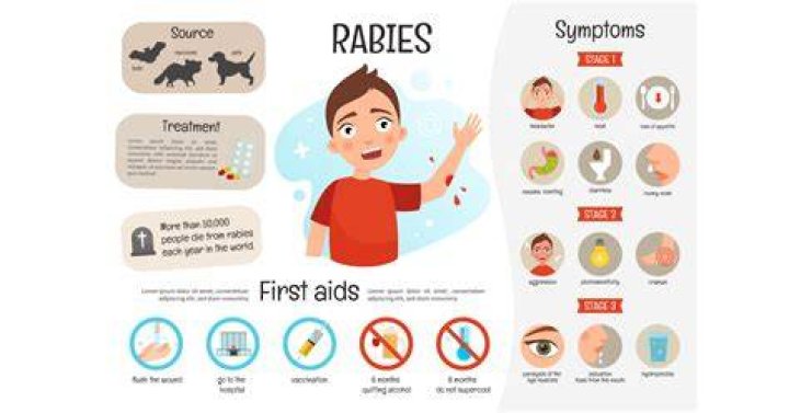How long does rabies take to show symptoms?