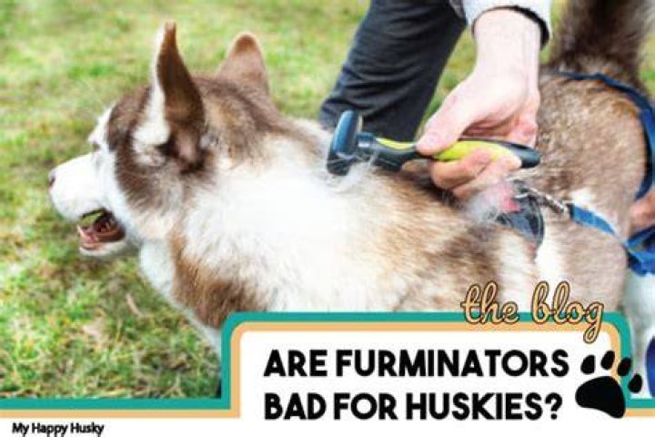 How often should I Furminate my dog?