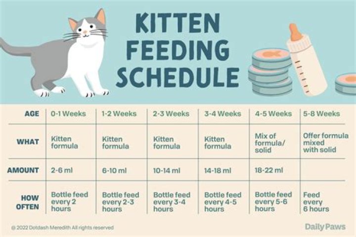How often should you feed a kitten?