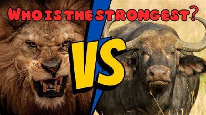 Is a Buffalo stronger than a lion?