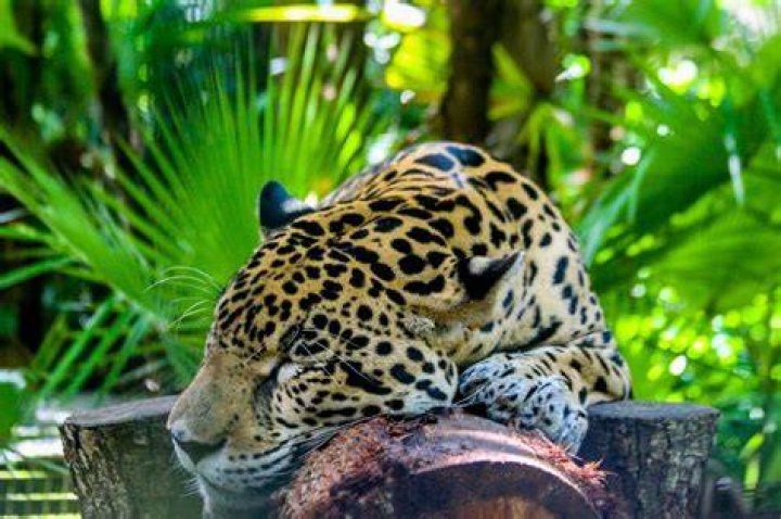 Is Belize a jungle?
