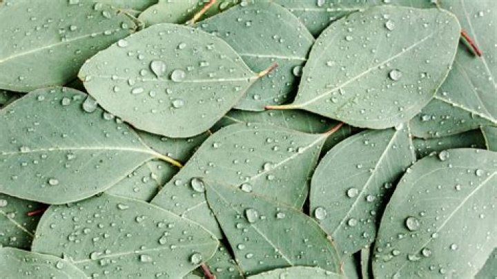 Is eucalyptus leaves poisonous?