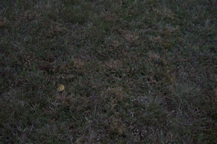 Is it too late to overseed lawn in November?