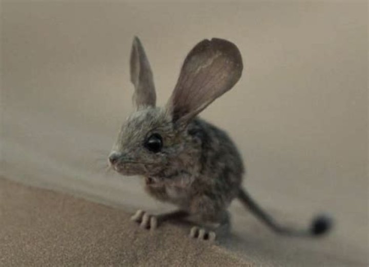 Is the desert mouse in Dune Real?
