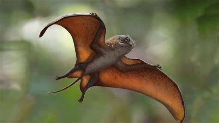 Is there a flying reptile?