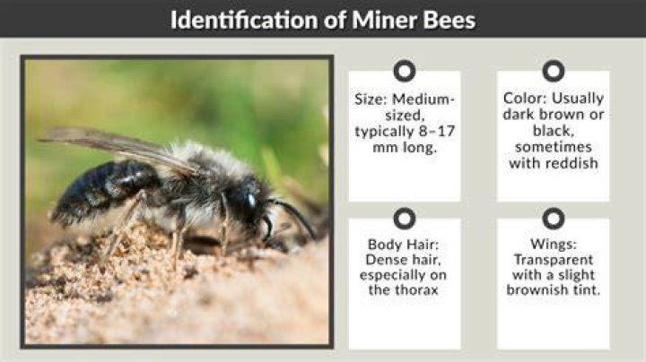 What do miner bees look like?