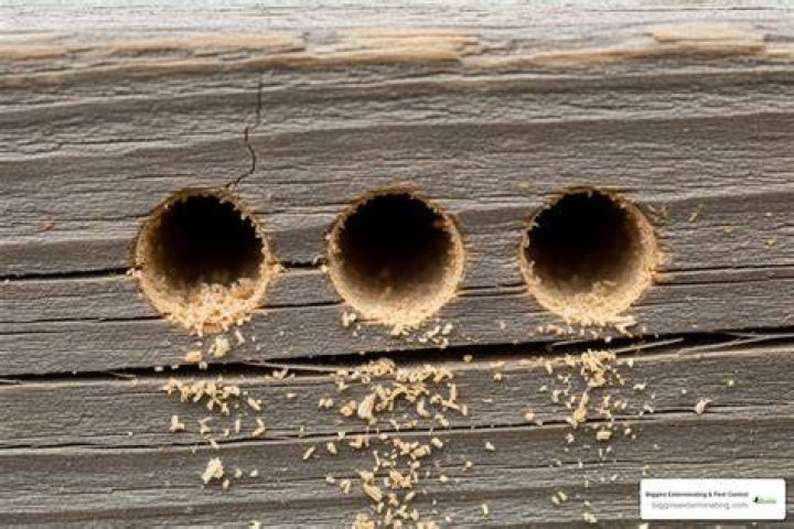 What do you fill carpenter bee holes with?