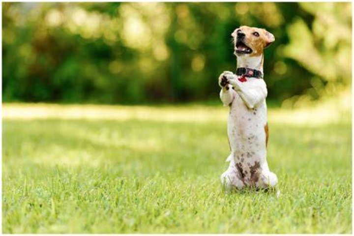 What does it mean when a dog stands on hind legs?
