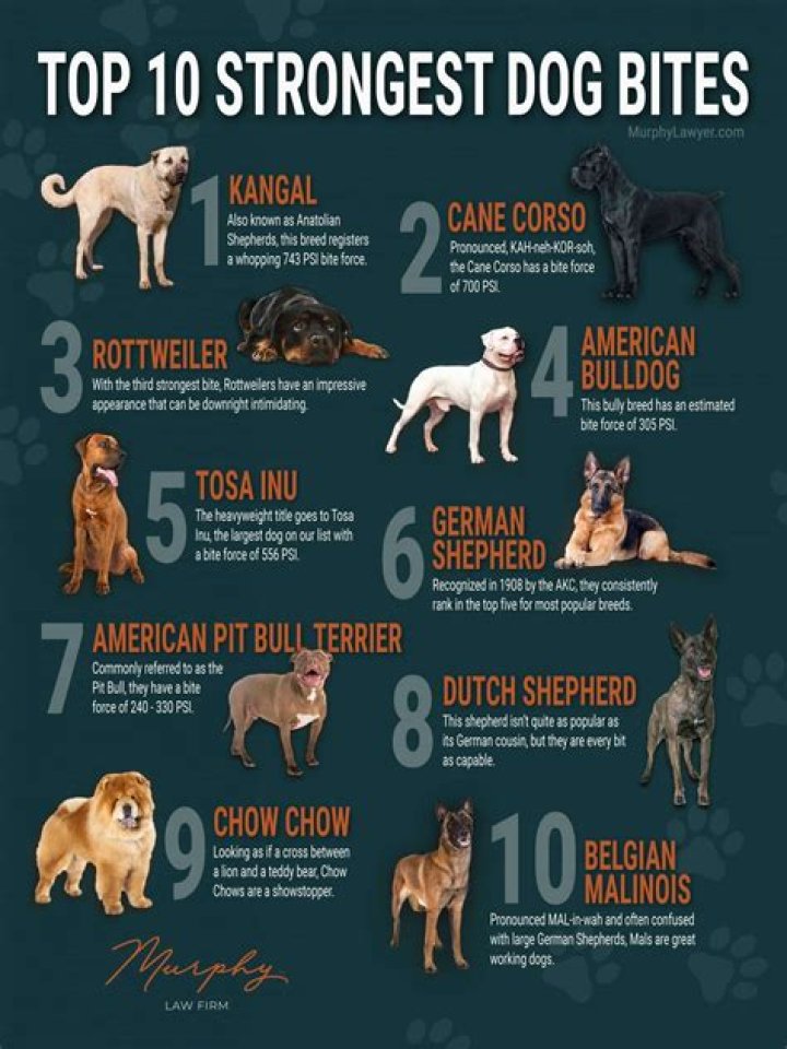 What dog has the strongest PSI?