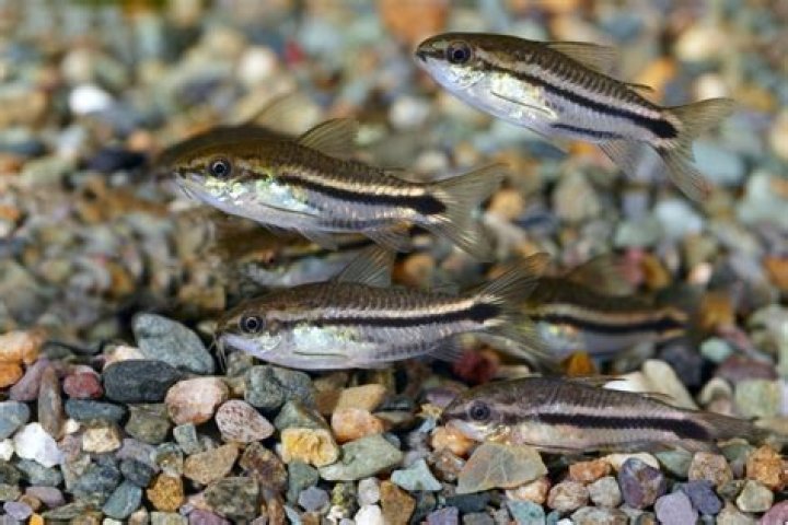 What fish can go with corydoras?