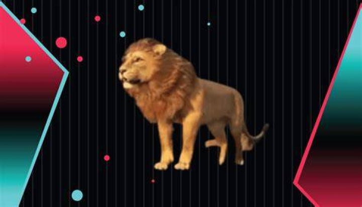 What is a lion on TikTok?