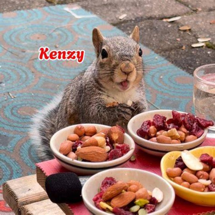 What is a squirrel's favorite snack?
