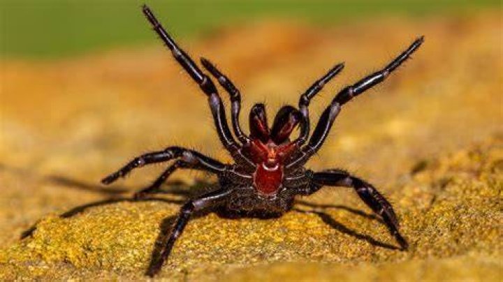 What is the deadliest spider on earth?