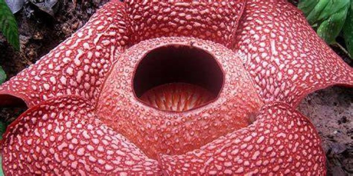 What is the scariest flower?