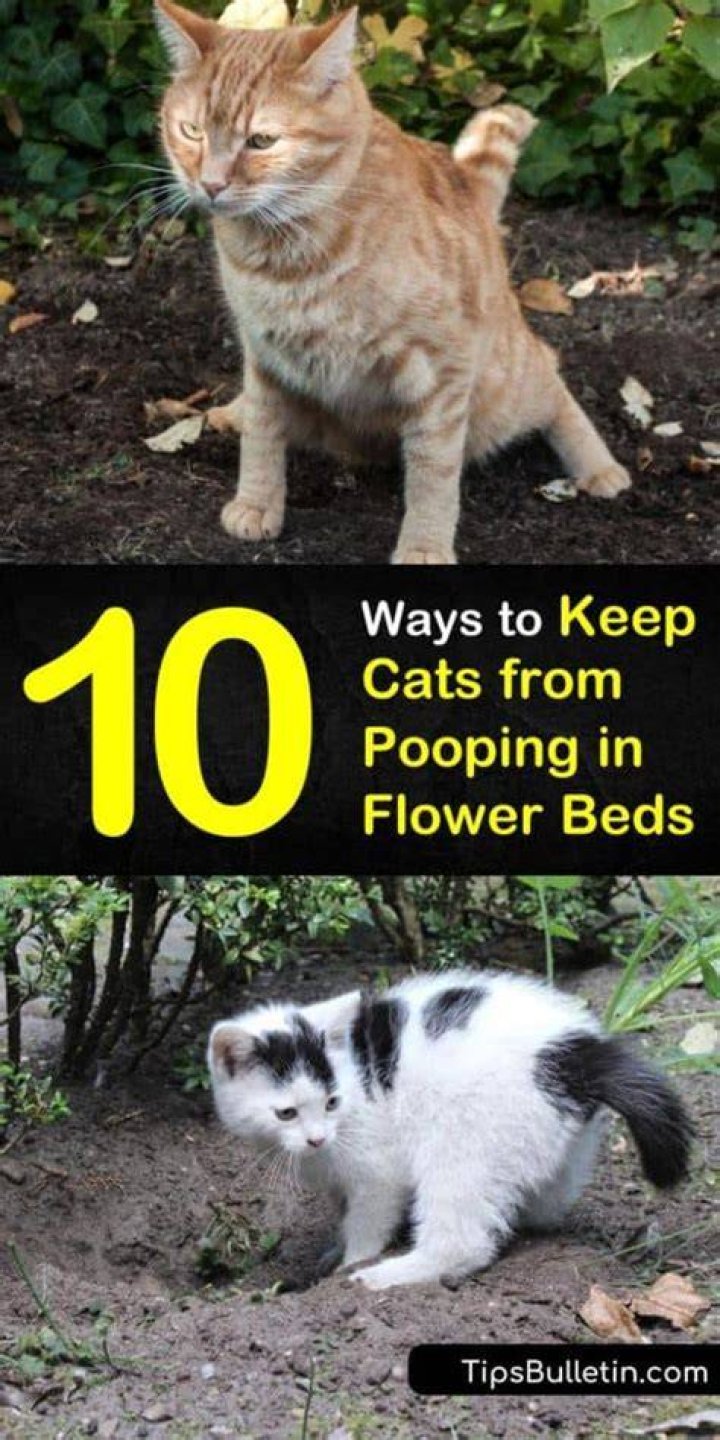 What keeps cats from pooping in flower beds?