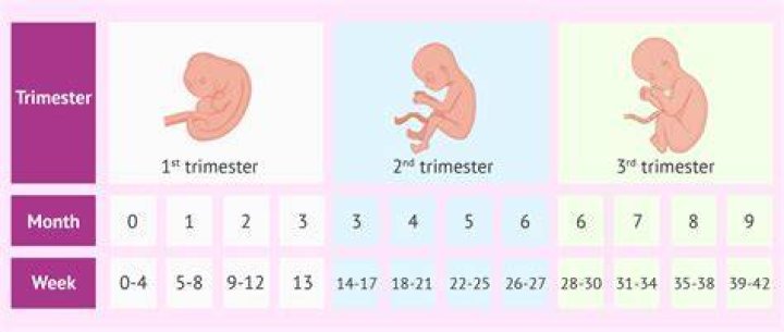 What trimester are you in at 15 weeks?