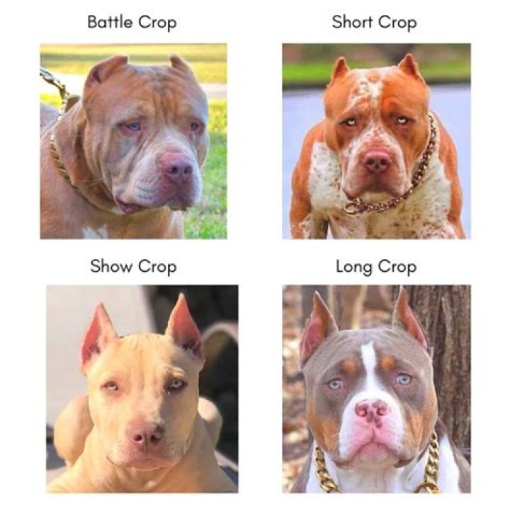 When should I crop my pitbulls ears?