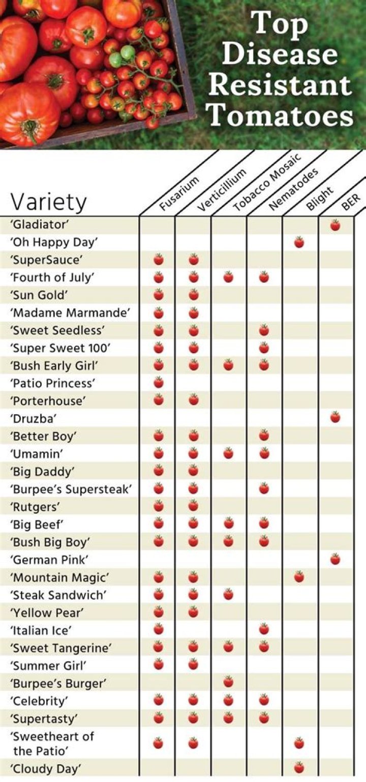 Which heirloom tomatoes are disease resistant?