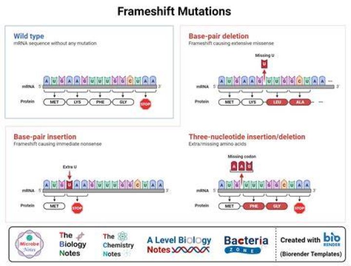 Which type of mutation a frameshift or a point mutation has more effect on the organism Why?