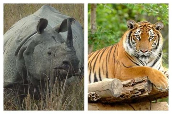 Who would win a tiger or a rhino?